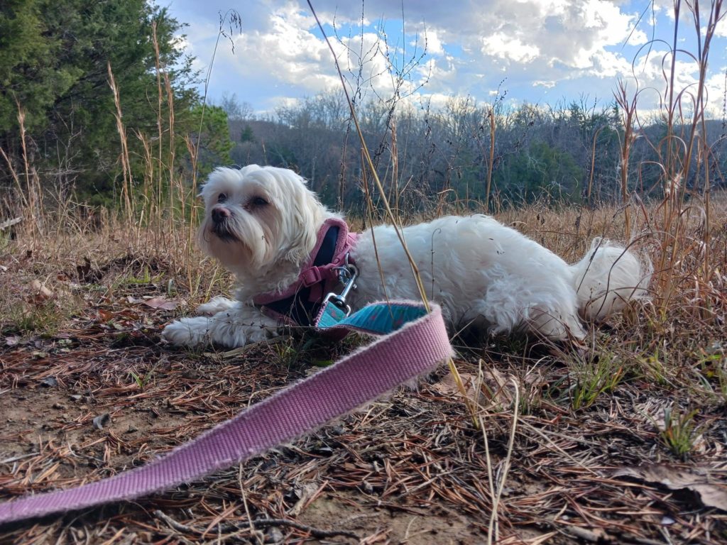 Honey Norris enjoying her day outside.  